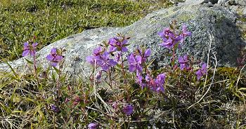 Click to get this image from alamy