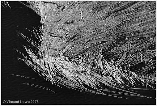 reeds01.jpg