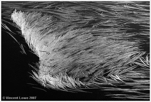 reeds04.jpg