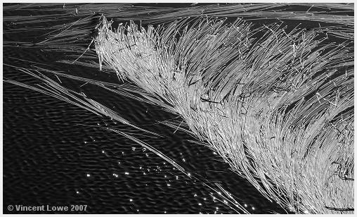 reeds06.jpg